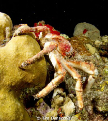 Night dive crab working it's way back to hiding. by Tim Dimacchia 